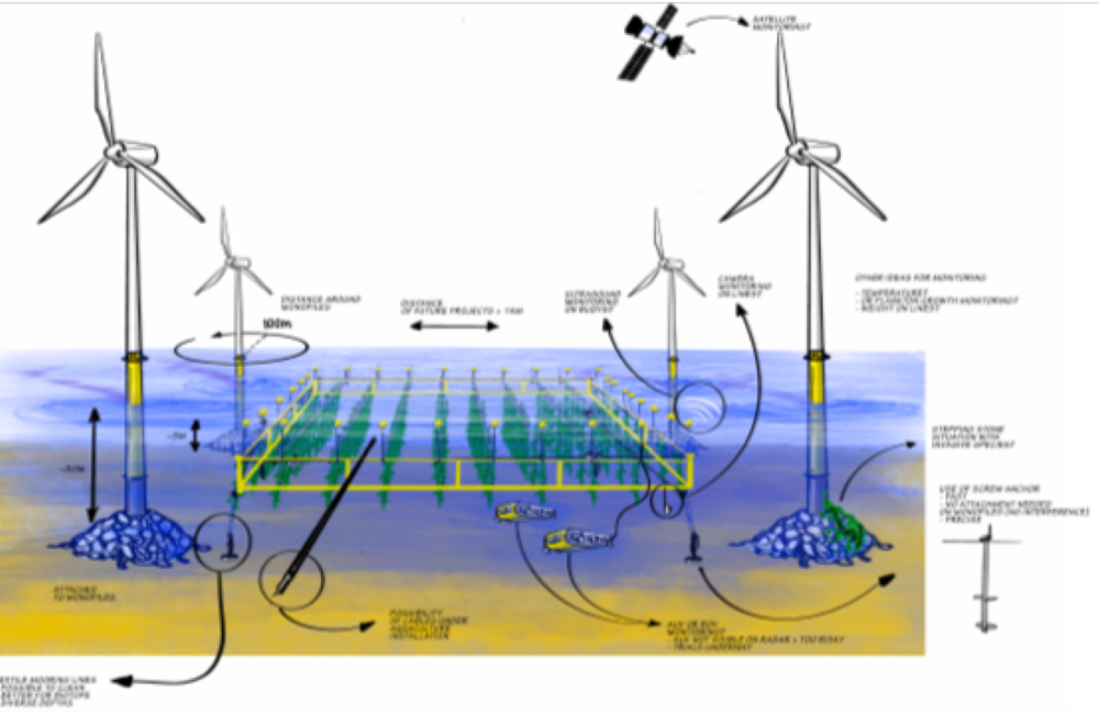 Read more about the article MARCOS – Mariculture as Resilient Coastal and Offshore Structure defence